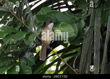 Greenbull semplice (Chlorocichla simplex) adulto arroccato sul ramoscello Ankasa, Ghana, Africa. Novembre Foto Stock