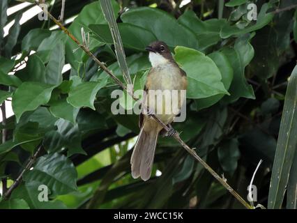 Greenbull semplice (Chlorocichla simplex) adulto arroccato sul ramoscello Ankasa, Ghana, Africa. Novembre Foto Stock