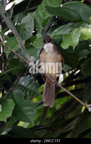 Greenbull semplice (Chlorocichla simplex) adulto arroccato sul ramoscello Ankasa, Ghana, Africa. Novembre Foto Stock