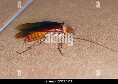 Cockroach americano adulto della specie Periplaneta americana. Di notte sul piano della cucina. Foto Stock