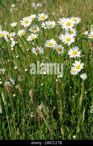 Margerite, Wiesen-Margerite, Wiesenmargerite, Magerwiesen-Margerite, Margeriten, Leucanthemum vulgare, Chrysanthemum leucanthemum, Leucanthemum ircuti Foto Stock