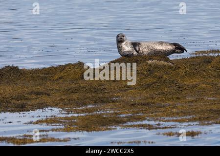 Seehund, SEE-Hund, Seehunde, Phoca vitulina, foca comune, Seal, Harbor Seal, Harbor Seal, Seals, Phoque veau marin Foto Stock