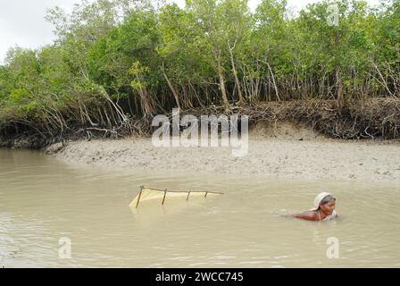 Donne che raccolgono semi di gamberi dal fiume salino del delta del Sundarban. La povertà prevale tra gli abitanti del villaggio che circa 60.000 famiglie vanno nelle acque alte del torace dei fiumi di Sundarbans regolarmente alla ricerca di semi di gamberi (Bagda), dove spesso cadono preda di morsi di squali e prendono malattie della pelle. La vita nei Sundarbans, il delta più grande del mondo, è incentrata sulla lotta per la sopravvivenza, sia che si tratti di cibo, rifugio o di fuga dai mangiatori di uomini. Gosaba, Sundarban, Bengala Occidentale, India. Foto Stock