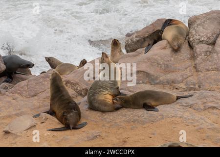 Un cucciolo di foca del Capo, in una delle più grandi colonie del suo genere, infermiere lungo la costa dello scheletro della Namibia. Foto Stock