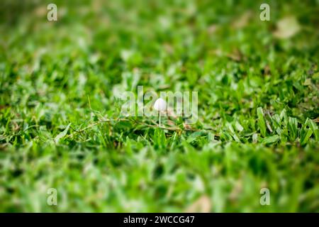 Un delicato fungo appare in mezzo a un campo di fitta erba verde, evidenziando la bellezza della flora naturale alla luce del giorno Foto Stock