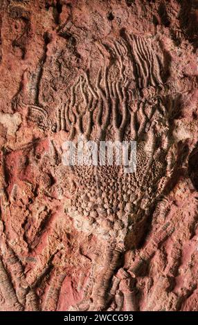 Calcare colorato di ferro contenente resti fossilizzati completi di calice Crinoid e deriva da depositi paleozoici trovati in Marocco Foto Stock