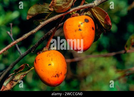 Frutto maturo di cachi che cresce su un albero in Giappone Foto Stock