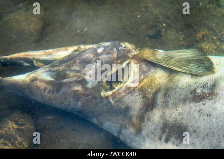 Il salmone è morto dopo la funzione riproduttiva. Le carcasse di pesci decomporsi sotto l'acqua e arricchiscono il fiume riproduttivo di materia organica. Mare di Okhotsk b Foto Stock