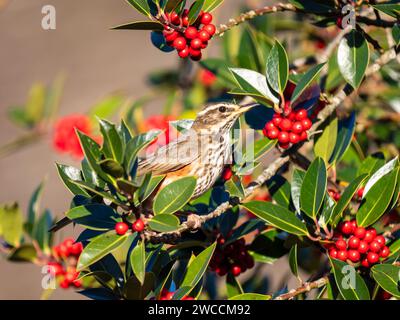 Redwing Feeding on Red Berries on English Holly Foto Stock