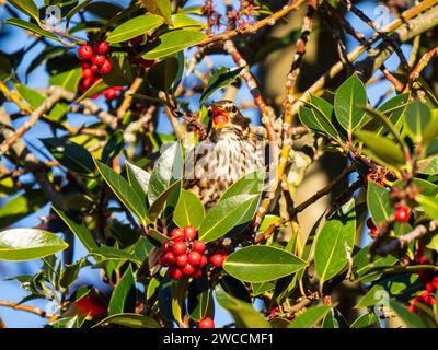 Redwing Feeding on Red Berries on English Holly Foto Stock