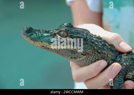 Ragazzo che tiene in mano un piccolo alligatore americano (bambino) con uno sfondo verde tenue nelle Everglades della Florida, Stati Uniti Foto Stock