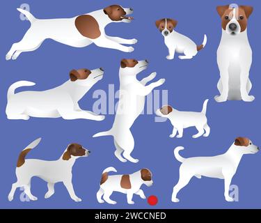 Collezione di Jack Russell terrier razza di cane a colori Illustrazione Vettoriale