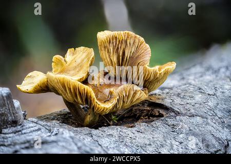 WESTERN Jack-o-Lantern (Omphalotus olivascens) fungo Foto Stock