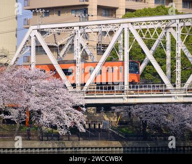 Treno JR che passa su un uccellino sopra il fiume, con alberi di ciliegio in fiore sulla riva Foto Stock