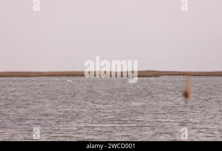 Stormi di cigni e fenicotteri rosa sul mare. Shirvan Reserve. Azerbaigian. Foto Stock