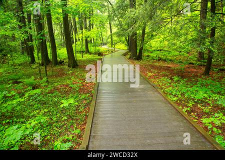 Dingmans Falls Trail, Delaware Water Gap National Recreation Area, Pennsylvania Foto Stock