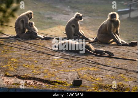 Un gruppo di langur hanuman o scimmie hanuman che si prendono il sole sul tetto una mattina presto d'inverno, gli adulti a volte sdraiati, mentre i loro giovani stanno facendo vari gesti, alcuni stanno cercando di alzarsi e alzare le braccia o appendersi alle foglie di un albero, alcuni saltano in giro, è come una giornata di scimmie a Tehatta, nel Bengala Occidentale, in India. Foto Stock