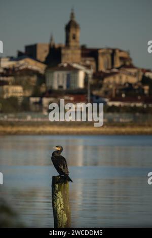 fotografia verticale di un cormorano in primo piano che poggia su un bastone con la città vecchia di una città costiera sullo sfondo Foto Stock