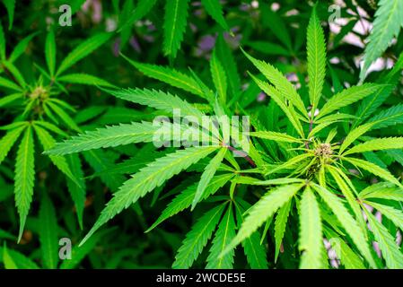 Una vista aerea di una vibrante pianta di marijuana verde catturata in dettaglio Foto Stock