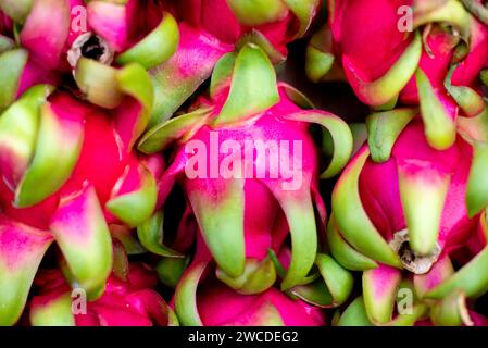 Un vibrante assortimento di dragonfruit maturi di rosso rubino con lussureggianti steli verdeggianti disposti in un'invitante pila a terra Foto Stock