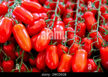 Una vivace esposizione di pomodori rossi maturi e succosi adorna una lussureggiante vite verde, a dimostrazione dell'abbondanza della abbondanza della natura Foto Stock