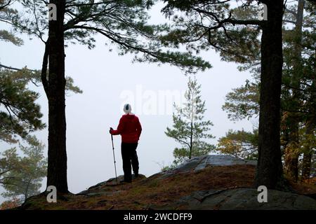 Lupo vertice di montagna nella nebbia da Wolf Mountain Trail, Ottawa National Forest, Michigan Foto Stock