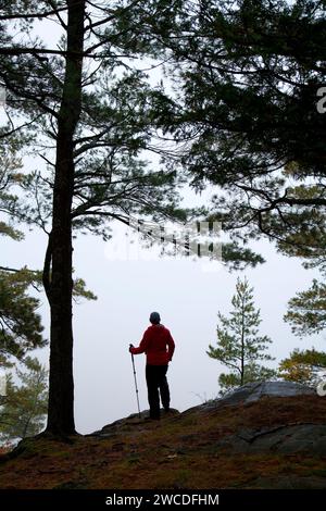 Lupo vertice di montagna nella nebbia da Wolf Mountain Trail, Ottawa National Forest, Michigan Foto Stock