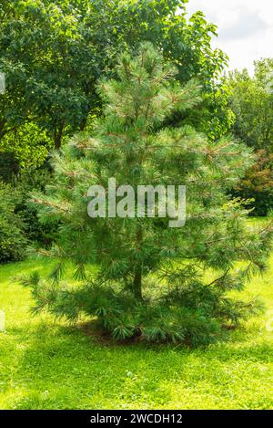 Pinus armandii noto anche come pino di alta montagna di Taiwan, pino di montagna di Taiwan originario della Cina Foto Stock