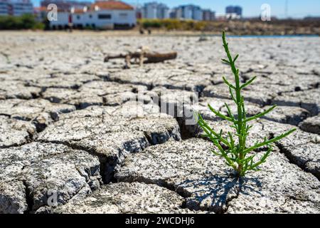 pavimento asciutto incrinato di fiume asciutto con pianta verde in sviluppo in segno di rinascita Foto Stock