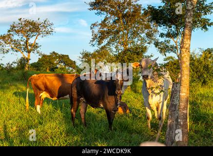Mandria di mucche che pascolano su un prato verde al tramonto. Foto Stock