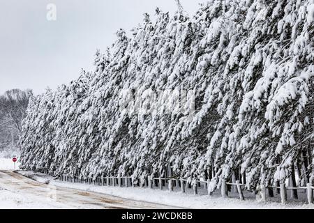 Pine hedgerow dopo una tempesta di neve nella contea di Mecosta, Michigan, Stati Uniti Foto Stock