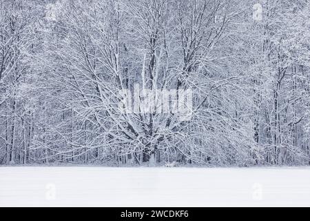 Neve soffiata dal vento aggrappata agli alberi di latifoglie dopo una tempesta invernale nella contea di Mecosta, Michigan, Stati Uniti Foto Stock