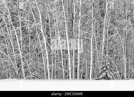 Neve soffiata dal vento aggrappata agli alberi di latifoglie dopo una tempesta invernale nella contea di Mecosta, Michigan, Stati Uniti Foto Stock