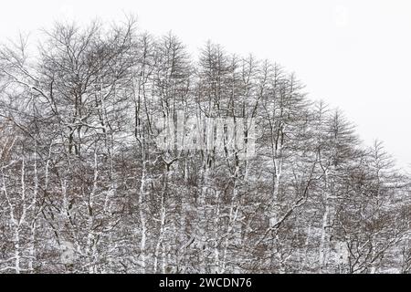 Sassafras, Sassafras albidum, boschetto dopo una tempesta di neve nella contea di Mecosta, Michigan, Stati Uniti Foto Stock