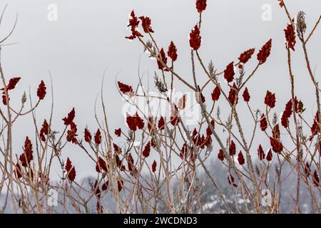 Smooth Sumac, Rhus glabra, dopo una tempesta di neve nella contea di Mecosta, Michigan, Stati Uniti Foto Stock