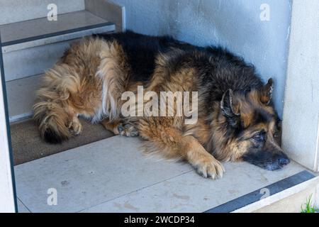 Cane pastore tedesco che si trova all'ingresso di casa Foto Stock