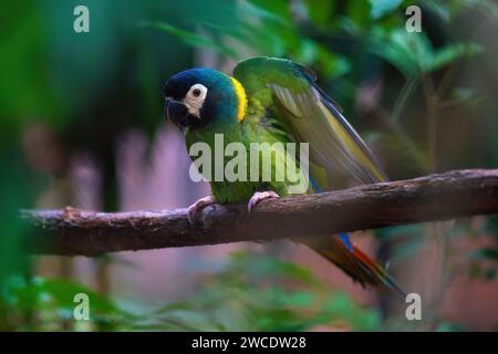 Macao dorato (Primolius auricollis) Foto Stock