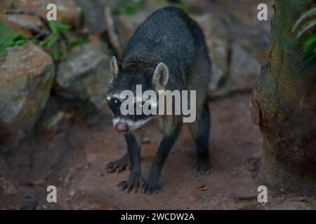 Procione mangiante di granchio (Procyon cancrivorus) o procione sudamericano Foto Stock