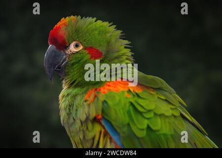 Pappagallo di Macao con la faccia rossa (Ara rubrogenys) Foto Stock