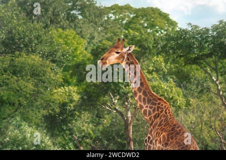 Splendida giraffa settentrionale (Giraffa camelopardalis) Foto Stock