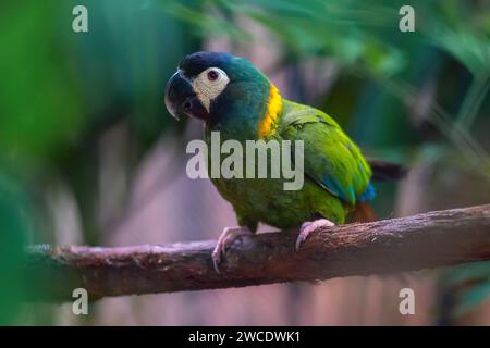 Macao dorato (Primolius auricollis) Foto Stock