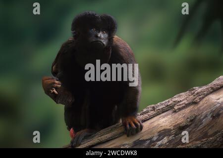 Scimmia Saki barbuta nera (satana Chiropotes) Foto Stock