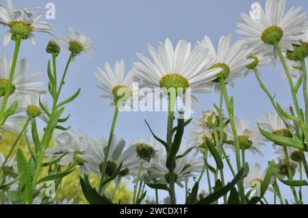 Fiori della Margherita Foto Stock