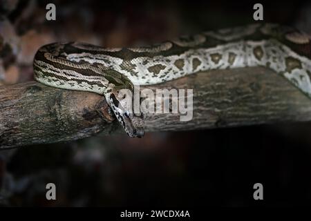 Dumeril's Boa Snake (Acrantophis dumerili) Foto Stock
