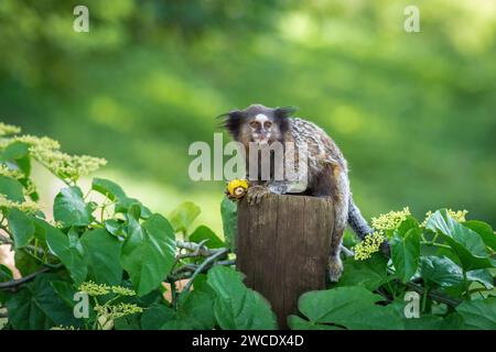 Scimmia Marmoset con ciuffo nero (Callithrix penicillata) Foto Stock