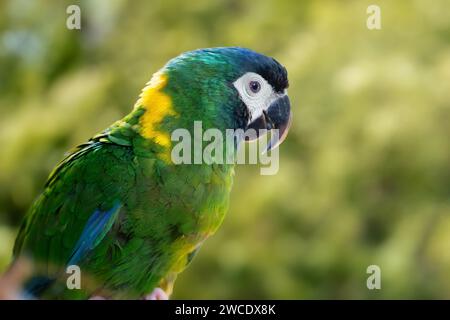 Macao dorato (Primolius auricollis) Foto Stock