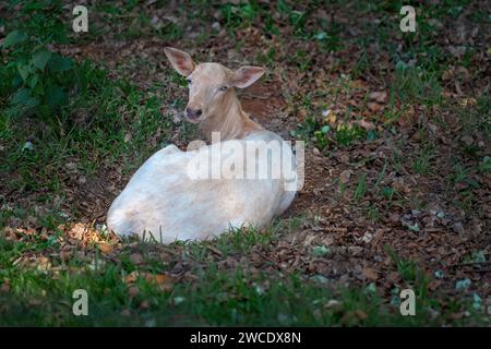 Cervo bianco (Dama dama) Foto Stock