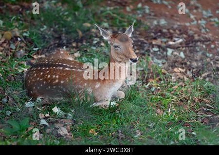 Cervo europeo donna (Dama dama) Foto Stock