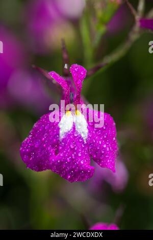 Foto macro di un fiore di lobelia rosa (lobelia erinus) ricoperto di goccioline di rugiada Foto Stock