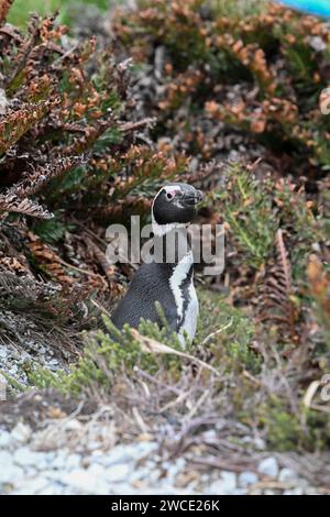 Pinguino Magellano, sulla spiaggia di York e Gypsy Cove, Stanley, Isole Falkland Foto Stock